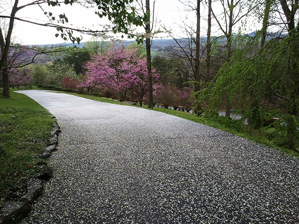 Spring Petals on Driveway